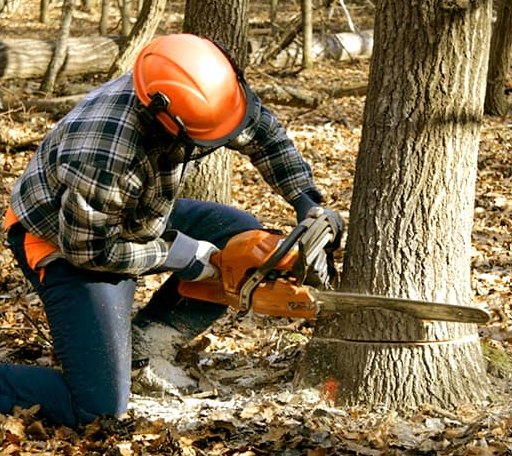 Tree Removal in Renault, IL